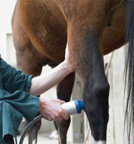 Extracorpporeal Shock Wave Therapy (ESWT) for horse's leg